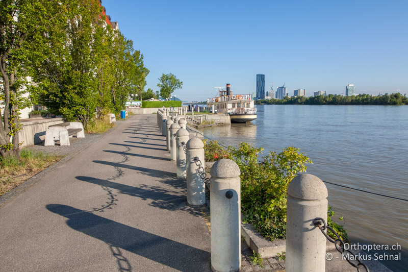 Ufer der Donau mit Gebüsch mitten in Wien - AT, Wien, Handelskai, 14.08.2017