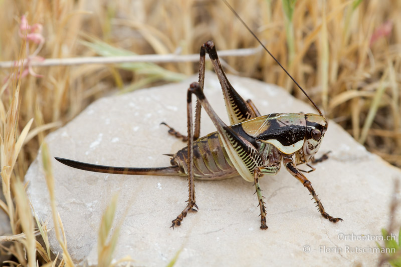 Eupholidoptera schmidti ♀ im letzten Larvenstadium - HR, Istrien, Brovinje, 12.06.2014