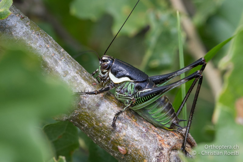 Eupholidoptera schmidti ♂ im letzten Larvenstadium - HR, Istrien, Brovinje, 02.06.2014