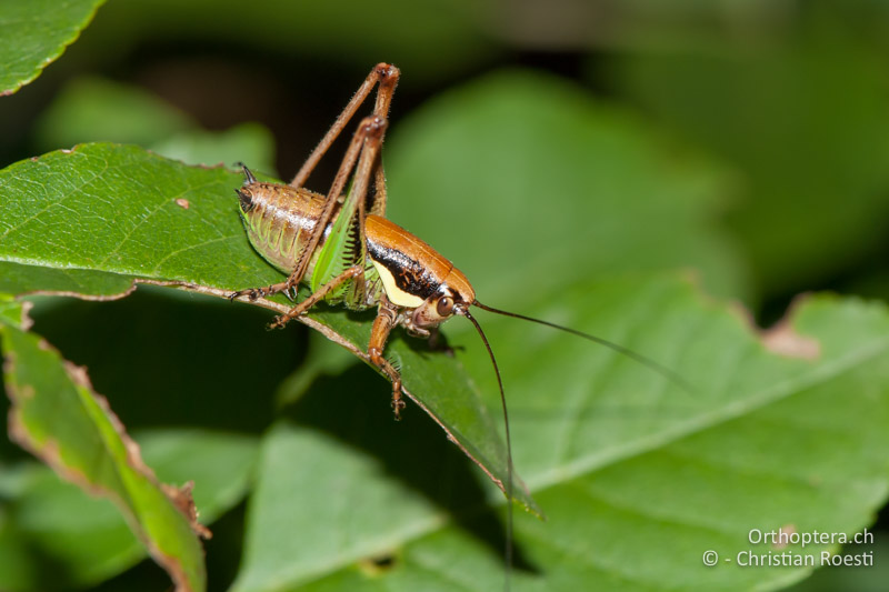 Eupholidoptera schmidti ♂ im letzten Larvenstadium - IT, Venetien, Brendola, 21.06.2010