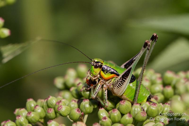 Eupholidoptera schmidti ♂ - GR, Nordmakedonien, Florina, 11.07.2013