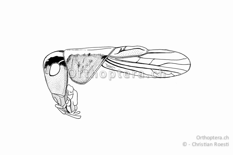 Kopf, Halsschild und Vorderflügel von Metrioptera saussuriana ♂. Die Flügel sind am Ende abgerundet und nicht zugespitzt.