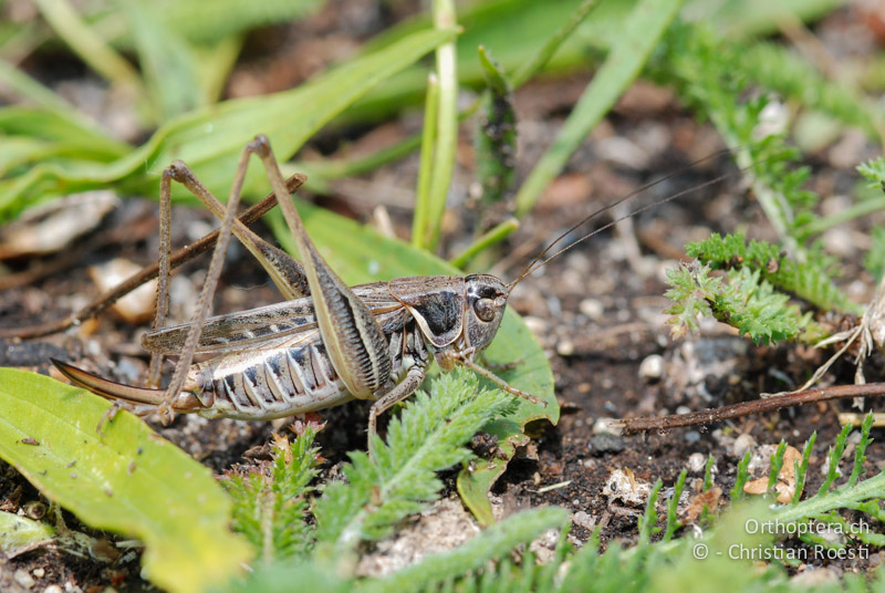 Montana montana ♀ - AT, Niederösterreich, Pischelsdorfer Wiesen, 26.06.2008