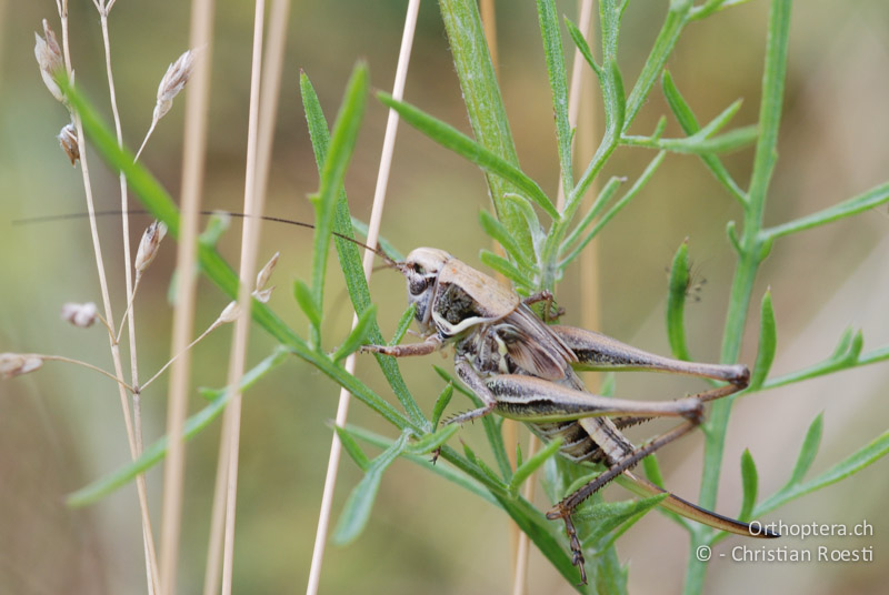 Larve von Montana montana ♀ im letzten Stadium - AT, Niederösterreich, Pischelsdorfer Wiesen, 26.06.2008