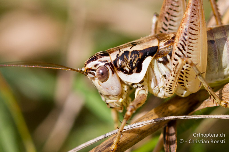 Porträt von Pachytrachis striolatus ♂ - CH, TI, Mt. Caslano, 02.09.2013