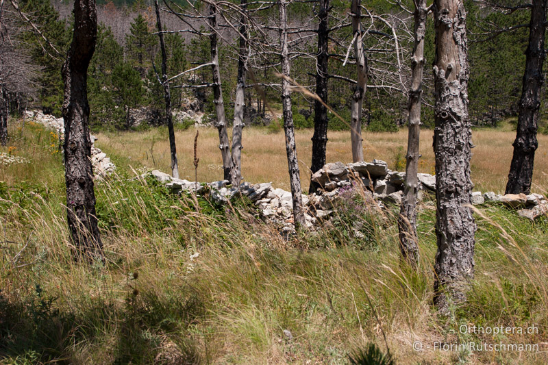 Eingewachsene Steinmauer im lichten Wald - HR, Dalmatien, Starigrad, 18.07.2010
