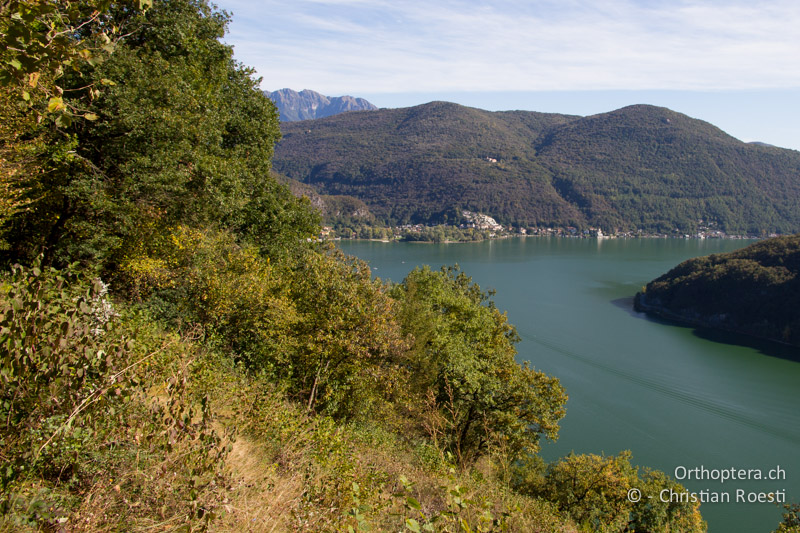 Sonnenexponierte Waldlichtung am Luganersee - CH, TI, Mt. Caslano, 11.10.2011