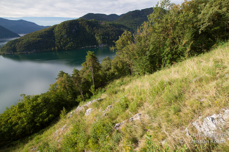 Sonnenexponierte Waldlichtung am Luganersee - CH, TI, Mt. Caslano, 02.09.2013