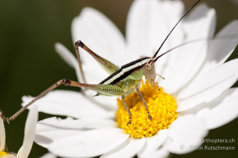 Pachytrachis striolatus macht als Larve ihrem deutschen Namen alle Ehre - MNE, Virpazar, Shkodrasee, 08.05.2009