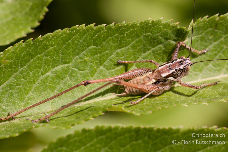 Pachytrachis striolatus ♂ - HR, Dalmatien, Starigrad, 18.07.2010