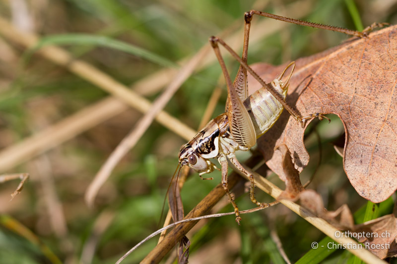 Pachytrachis striolatus ♂ - CH, TI, Mt. Caslano, 02.09.2013