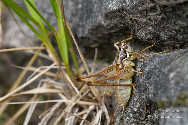 Pachytrachis striolatus ♂ - CH, TI, Mt. Caslano, 02.09.2013