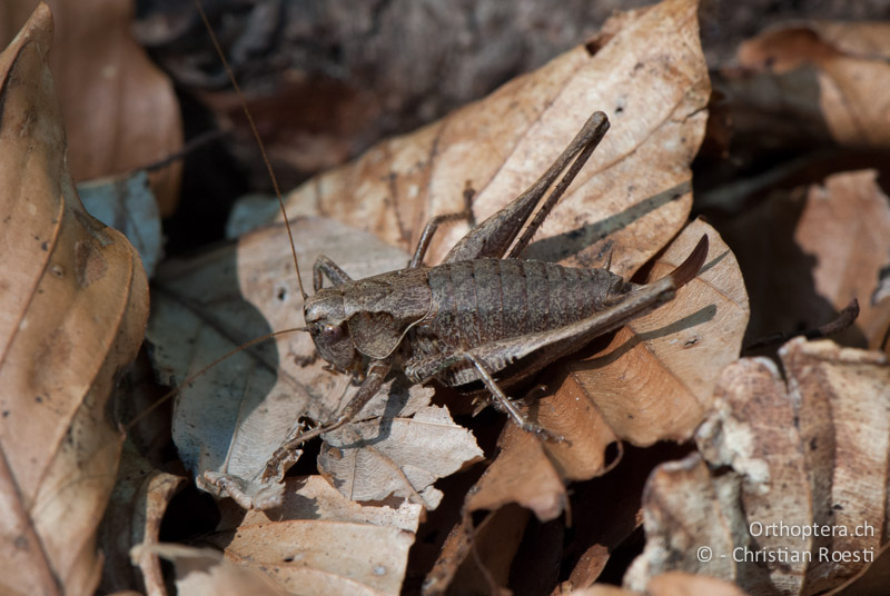 Pholidoptera griseoaptera ♀ - CH, BE, Gurten bei Bern, 19.09.2010