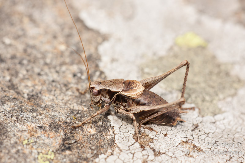 Pholidoptera griseoaptera ♂ - CH, TI, Mt. Tamaro, 30.09.2010