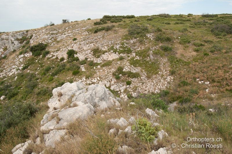 Offene, felsige Stelle in der sonst fast undurchdringlichen Garrigue - FR, Bouches-du-Rhône, Coudoux, 17.06.2009