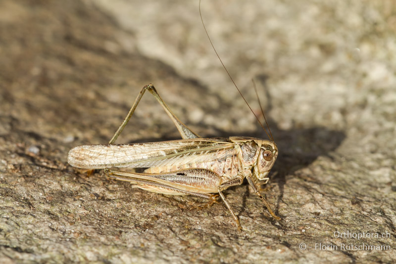 Platycleis affinis ♂ - GR, Westmakedonien, Mt. Varnous, 22.07.2012