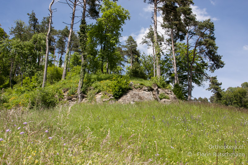 Felsband in magerer Wiese mit angrenzendem, lichten Wald - CH, TG, Immenberg, 05.06.2013