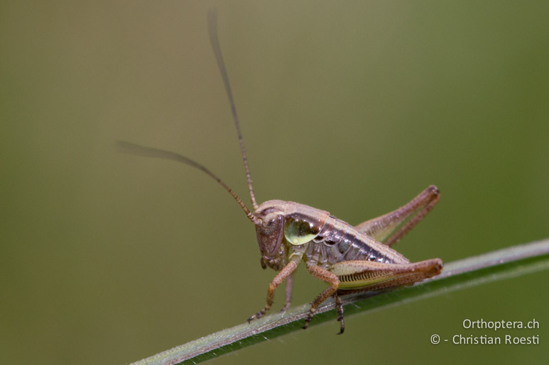 2. Larvenstadium von Platycleis albopunctata - CH, BE, Bremgarten, 02.04.2014