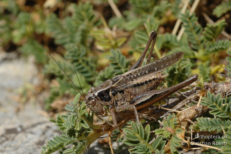 Platycleis albopunctata ♂ - FR, Hautes-Alpes, Orcières-Merlette, 04.09.2007