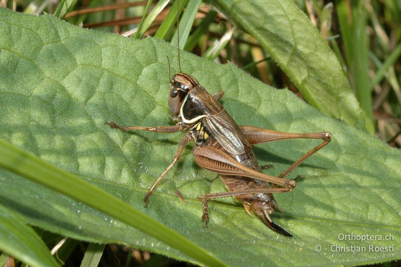 Roeseliana azami minor ♀ - CH, TI, Pedrinate, 10.09.2006