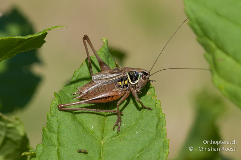 Roeseliana azami minor ♂ - CH, TI, Meride, 16.07.2008