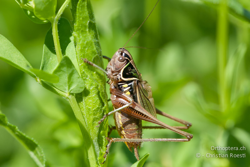 Roeseliana azami minor ♂ - CH, TI, Meride, 16.07.2008