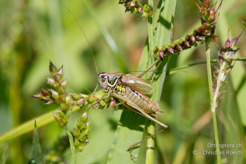 Roeseliana azami minor ♂ - CH, TI, Isone, 04.09.2013