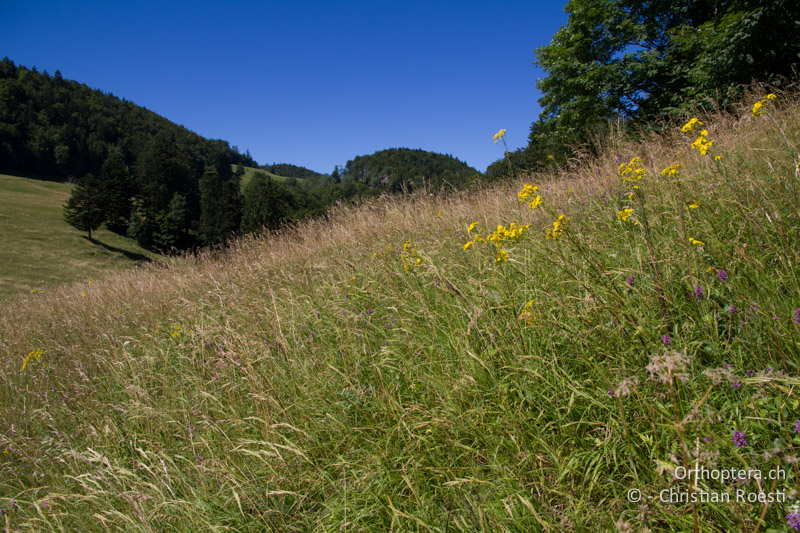 Hochwüchsige und dichte Wiese - CH, BL, Lauwil, 01.08.2013