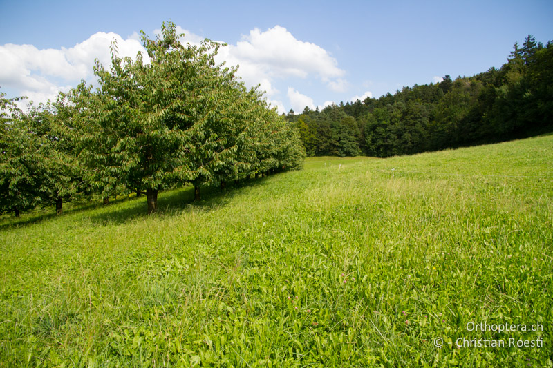 Intensives Grünland mit Kirschenplantage - CH, BL, Diegten, 14.08.2013