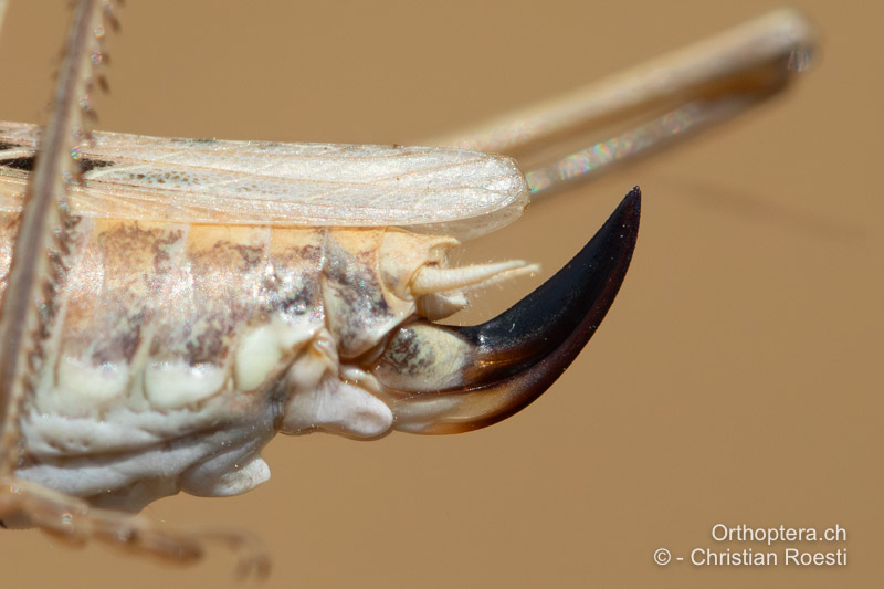 Hinterleibsende des ♀ von Tessellana tessellata ♀ - HR, Dalmatien, Tulove Grede, 04.08.2022