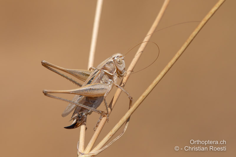 Tessellana tessellata ♀ - HR, Dalmatien, Tulove Grede, 04.08.2022
