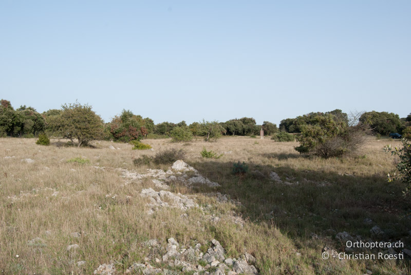 Steppenlandschaft mit Steineichen - FR, Hérault, Cournonterral, 07.10.2010