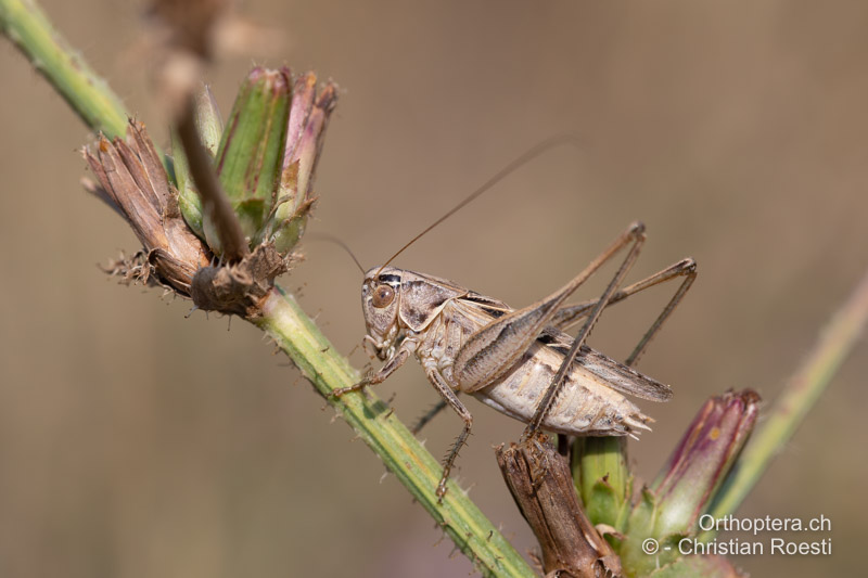Tessellana tessellata ♂ - BIH, Livanjsko Polje, Srđevići, 28.07.2022