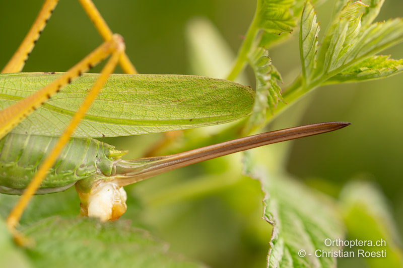 Legeröhre von Tettigonia caudata ♀ mit alter, nicht vollständig aufgefressenen Spermatophore. Die Legeröhre überragt typischerweise die Flügel deutlich - CH, GR, Sur En, 29.07.2025