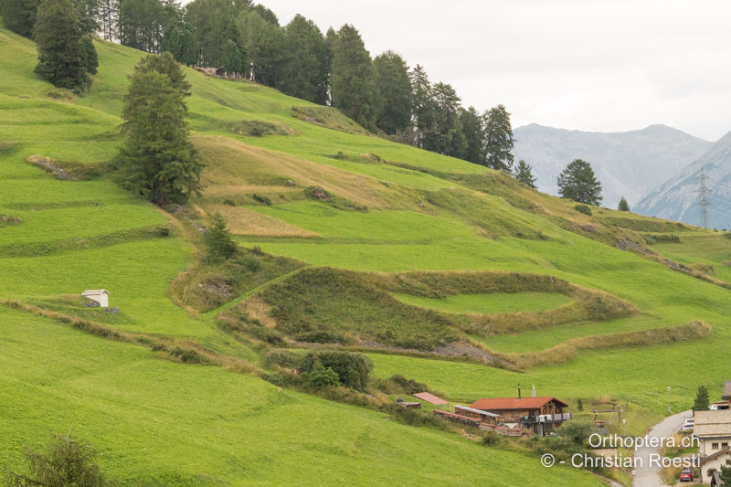 Landwirtschaft mit Altgrasstreifen und Saumstrukturen mit viel Nesseln - CH, GR, Ftan, 30.07.2025