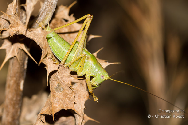 ♂ Larve von Tettigonia caudata - GR, Peloponnes, Spathovouni, 24.05.2013