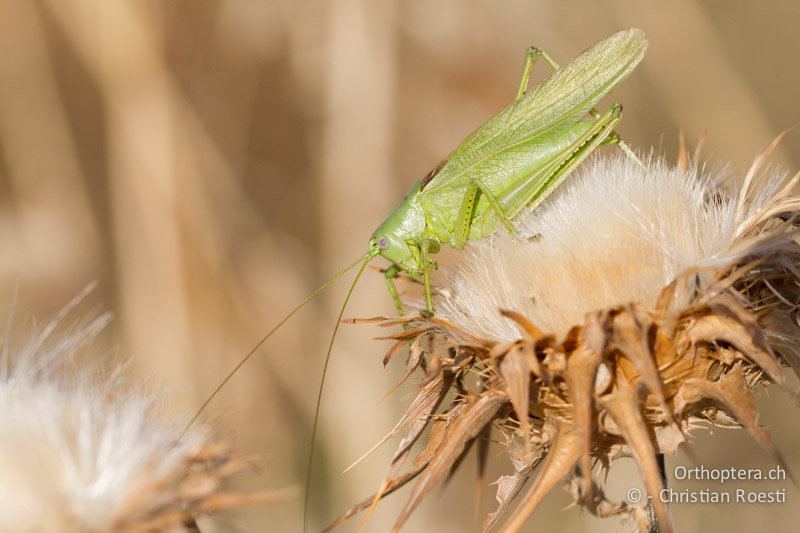 Tettigonia caudata ♂ - GR, Peloponnes, Spathovoun, 24.05.2013