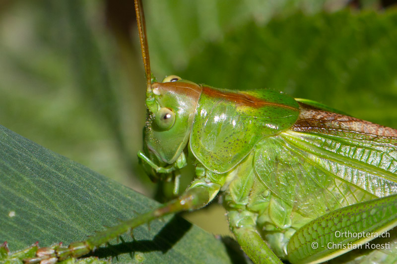 Porträt von Tettigonia viridissima ♀ - CH, VS, Jeizinen, 10.08.2013