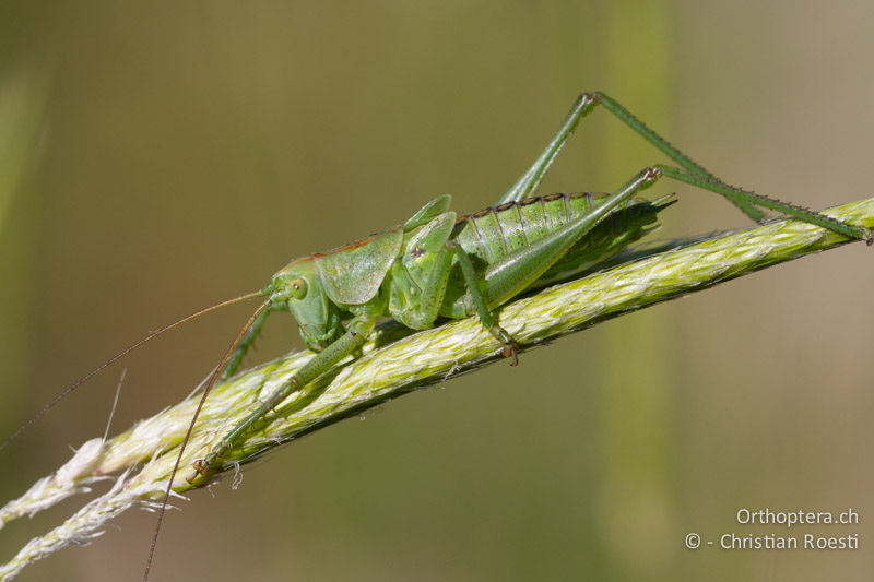 5. Larvenstadium von Tettigonia viridissima ♂ - GR, Ostmakedonien, Alexandroupolis, 11.05.2013