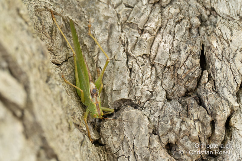 Tettigonia viridissima ♂ - AL, Vlora, Bistricë, 20.06.2024