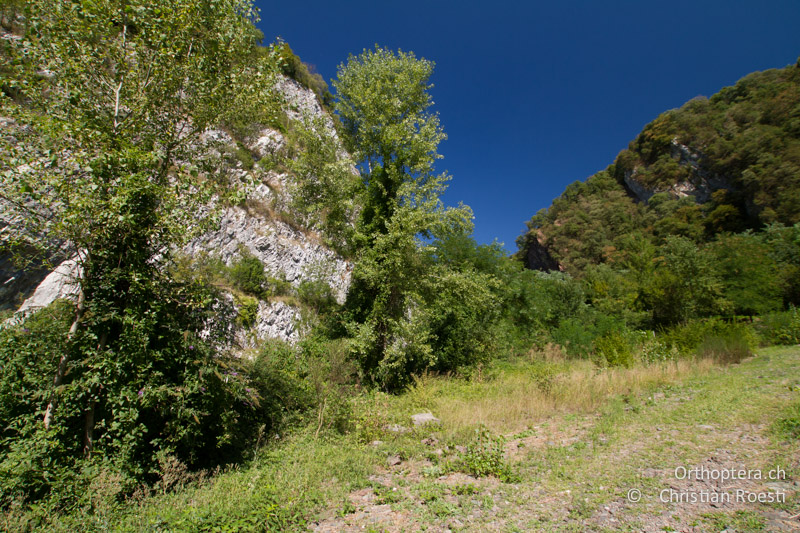 Mit Brombeergebüsch überwachsener, ehemaliger Steinbruch - CH, TI, Castel-San-Pietro, 03.09.2013