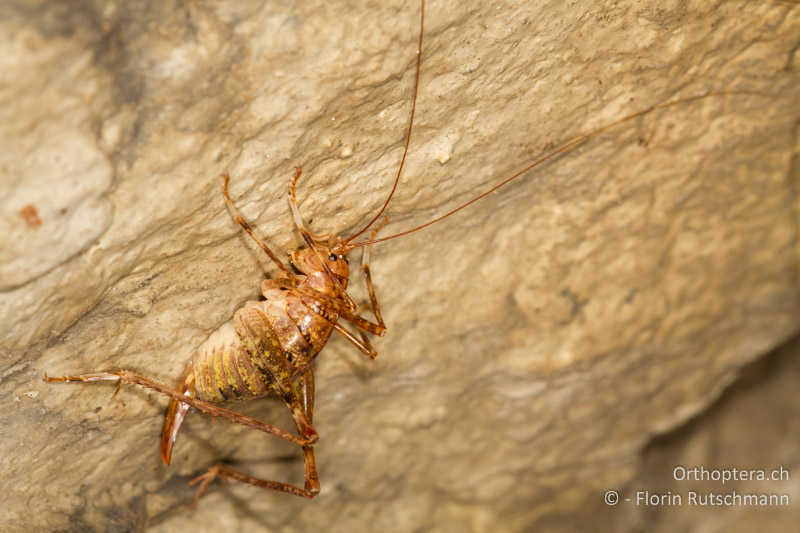 Troglophilus neglectus ♀ - CH, SG, Wartau, 10.09.2013