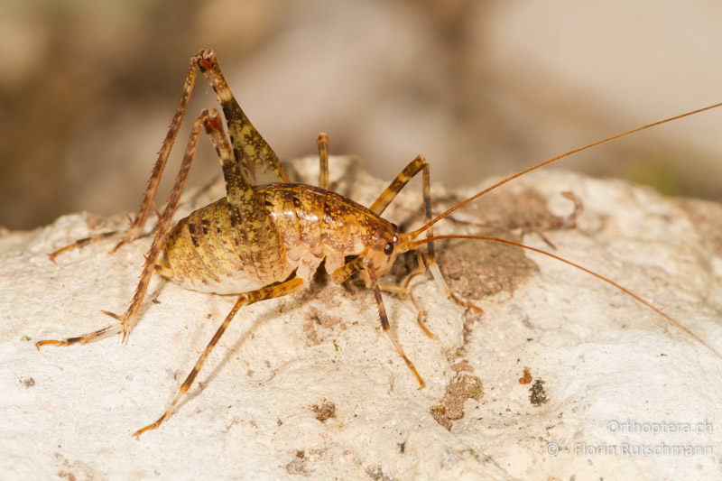 Troglophilus neglectus ♂ - HR, Istrien, Pazin, 12.06.2014