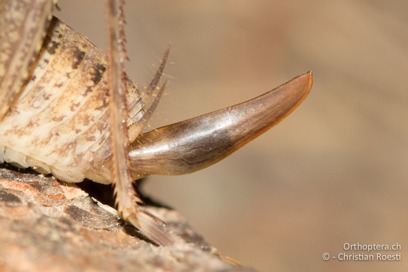 Hinterleibsende von Troglophilus cavicola ♀ - CH, GR, Puschlav, 25.07.2019
