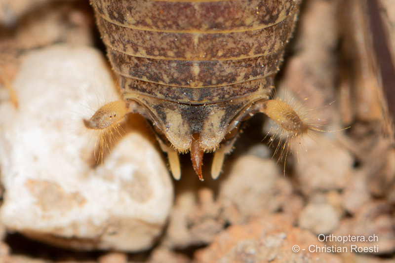 Hinterleibsende von Troglophilus cavicola ♂ von oben betrachtet. Das rostbraune, unpaarige, verwachsene Ende der Titillatoren schaut zwischen den Loben des 10. Tergums und den Styli hervor - HR, Lika-Senj, Velika Plana, 04.08.2022