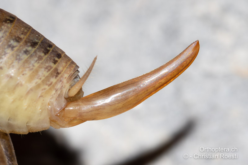 Hinterleibsende von Troglophilus cavicola ♀ mit schlanker Legeröhre - HR, Lika-Senj, Velika Plana, 04.08.2022