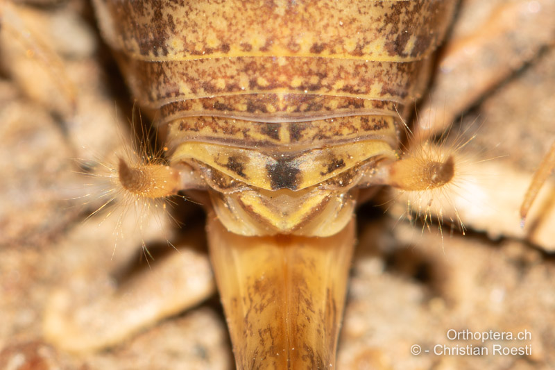 Hinterleibsende von Troglophilus cavicola ♀ von oben betrachtet - HR, Lika-Senj, Velika Plana, 04.08.2022