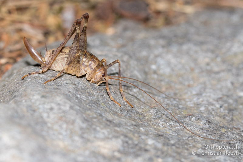 Troglophilus cavicola ♀ - CH, GR, Puschlav, 25.07.2019