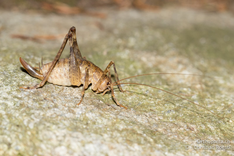 Troglophilus cavicola ♀ - CH, GR, Puschlav, 25.07.2019