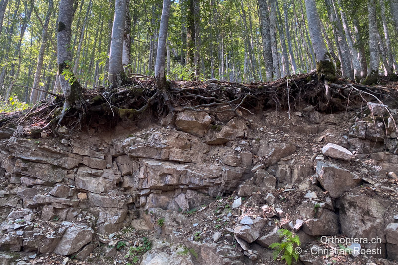 Für Strassenbau abgetragener Hang, Strassenböschung, die Tiere übertagen unter den Wurzeln - HR, Lika-Senj, Velika Plana, 04.08.2022